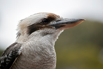Naklejka premium this is a close up of a laughing kookaburra