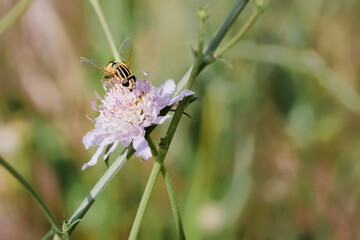 Syrphus ribesii, a type of hoverfly that looks like a wasp, feeding on a wild flower