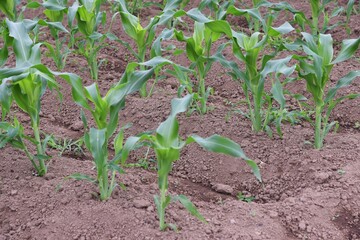 The corn cultivation / Poaceae grain corn can be harvested in about 90 days after sowing.