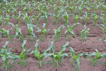 The corn cultivation / Poaceae grain corn can be harvested in about 90 days after sowing.