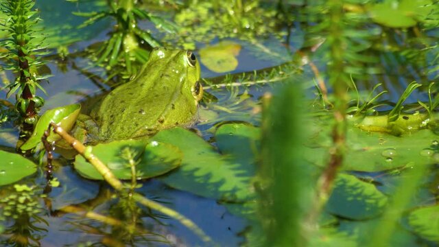 Rana com&uacute;n (Pelophylax perezi) croando en un estanque 