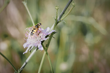 Syrphus ribesii, a type of hoverfly that looks like a wasp, feeding on a wild flower