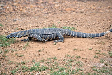 this is a side view of a rosenberg lizard