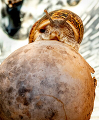 Nice snail on a pumpkin scanning the horizon at sunrise on a spring morning on a diffuse blue background