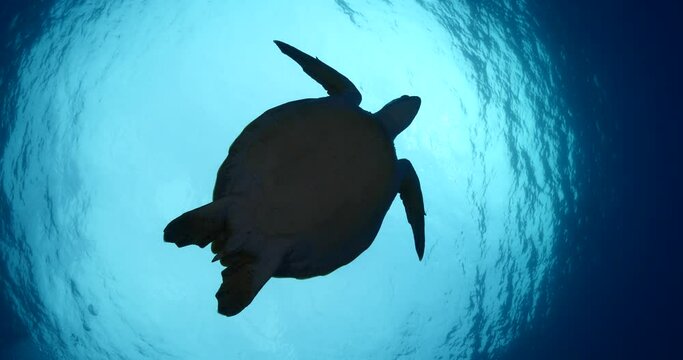 sea turtle underwater swim slow motion with sun ocean scenery blue water