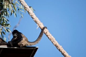 the spider monkey has its tail around the rope.