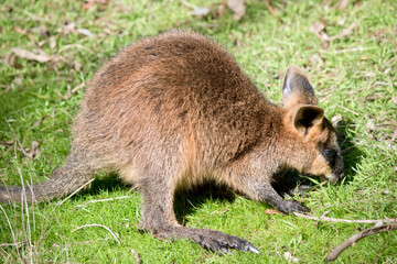 the joey swamp wallaby is eating grass
