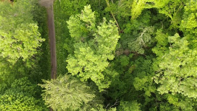 Vue a&eacute;rienne verticale drone for&ecirc;t nature avec arbres, feuilles vertes et chemin