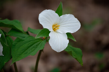 Close up photo of a trillium flower in the wild.