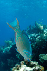 Fototapeta na wymiar Parrotfish feeding on coral with its sharp beak, Florida Keys