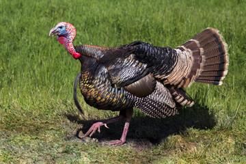 Wild turkey male walking in green grass in sunny day