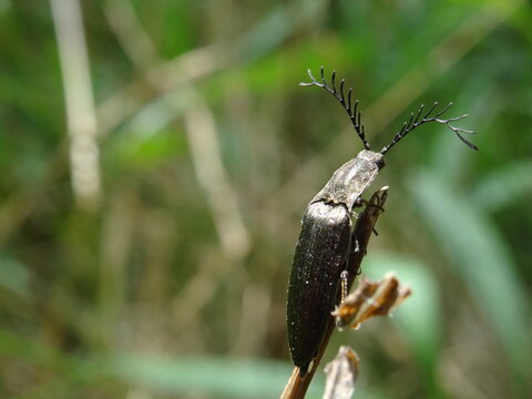 Black beetle (male) (Ctenicera pectinicornis) on the branch in the sunlight.