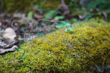 Close-up of freshness green moss growing covered on stone floor with water drops in the sunlight,