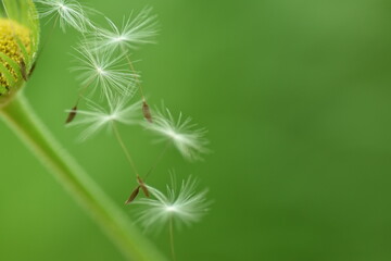 Blurry dandelion seeds gracefully gliding through the air