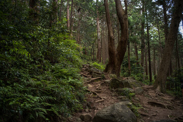 筑波山登山道