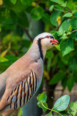 Vogel Seitlich