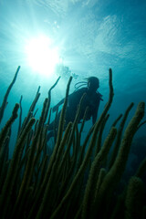 Fototapeta na wymiar Scuba Diver and soft coral underwater in the Florida Keys National Marine Sanctuary
