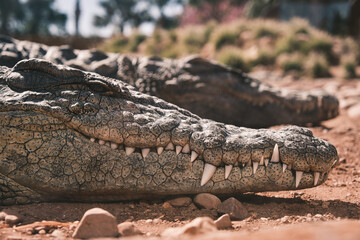 detailed sleeping crocodile
