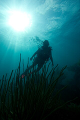 Fototapeta na wymiar Scuba Diver and soft coral underwater in the Florida Keys National Marine Sanctuary