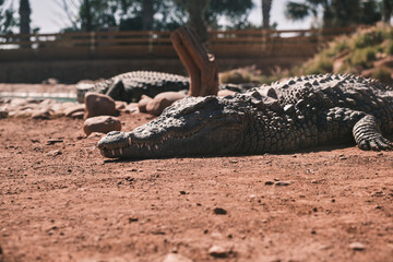 Fototapeta premium sleeping crocodile on the sand