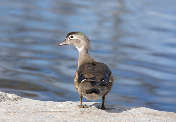 Female wood duck standing on rocks near a lake.