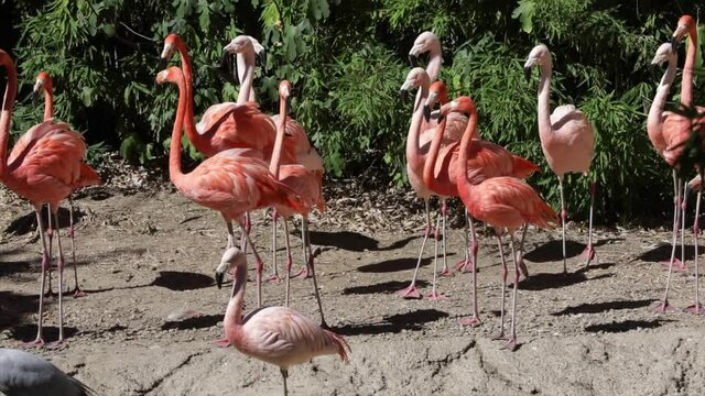 A group of flamingo stands out in nature