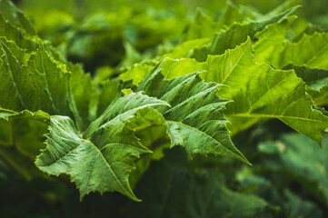 Green leaves of hogweed. Green background of textured leaf