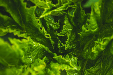 Green leaves of hogweed. Green background of textured leaf