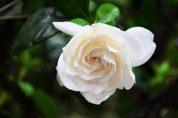 white rose