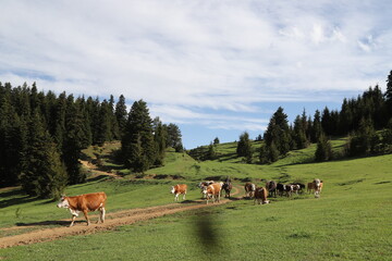 cow grazing in green meadow.artvin/turkey