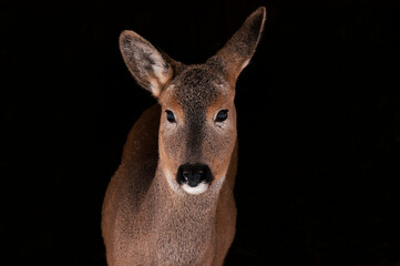 Portrait of a ROE deer