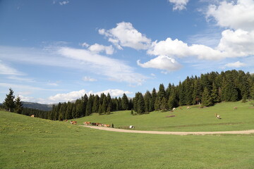 cow grazing in green meadow.artvin/turkey