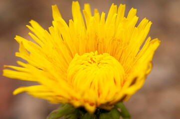 Dandelion bloom I