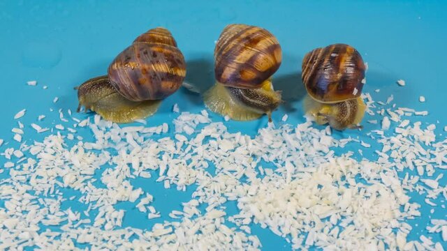 closeup three grape snail eat shugar, speedup crawling mollusc