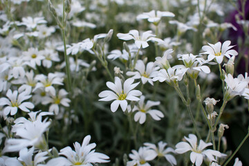 Cerastium arvense. Small white flowers. Field chickweed or mouse-ear