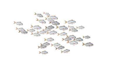 Dorado fishes isolated, marine life in schools. Atlantic ocean fish flock, simple water inhabitants. Seafood packaging and market. Vector illustration used in backdrop design. Banner.