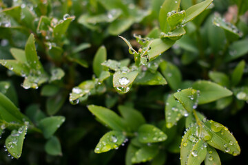 Green boxwood bush after rain. Water drops on the leaves. Buxus