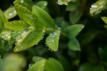 Green boxwood bush after rain. Water drops on the leaves. Buxus