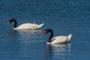 Cisne cuello negro  laguna de Cahuil sexta region Chile Sudamerica