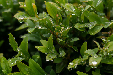 Green boxwood bush after rain. Water drops on the leaves. Buxus