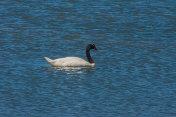 Cisne cuello negro  laguna de Cahuil sexta region Chile Sudamerica