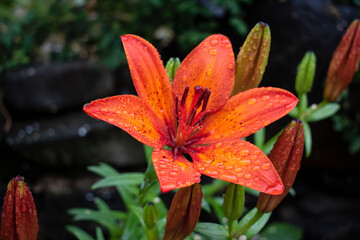 Fototapeta premium Orange lily flower in the garden