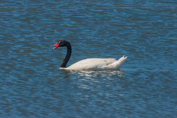 Cisne cuello negro  laguna de Cahuil sexta region Chile Sudamerica
