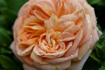 Tenderness pink, yellow rose. Beautiful flower