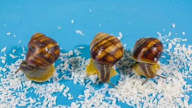 closeup three grape snail eat shugar, speedup crawling mollusc