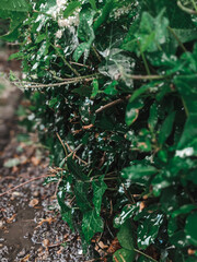 Rich green plants being watered or rained on