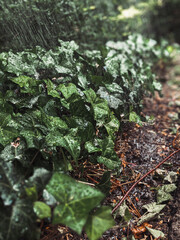 Rich green plants being watered or rained on