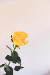 Yellow rose