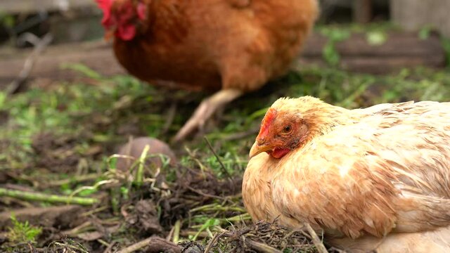 Chicken walks in the pen. Chickens search for grain while walking in a pen on a farm.