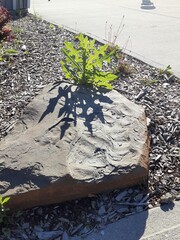 autumn leaves on the ground